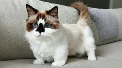 Découvrez les chats qui ne grandissent jamais vraiment : races, soins et astuces