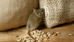 Souris dans la maison ? Les meilleures astuces naturelles pour une maison sans rongeurs